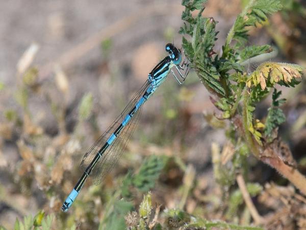 <h3>Coenagrion scitulum / Dainty damselfly / Gaffelwaterjuffer</h3>